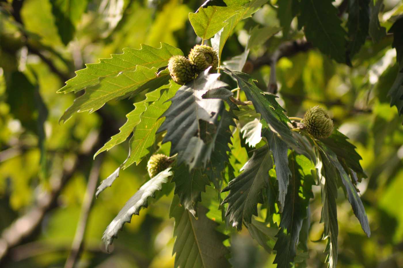 Image of Quercus castaneifolia specimen.