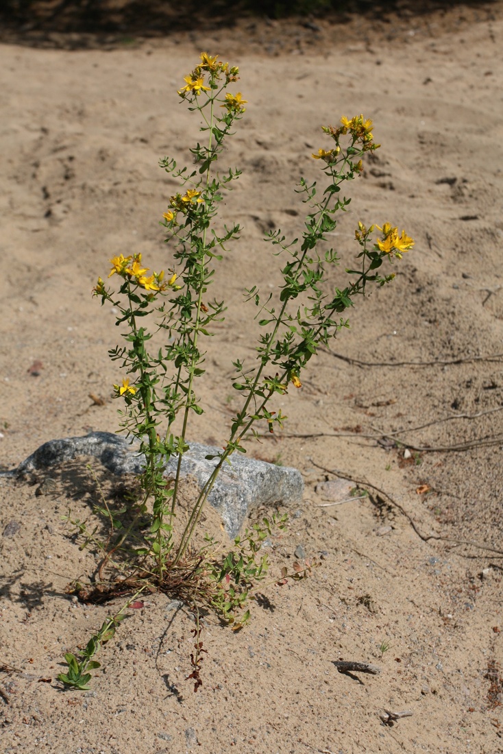 Image of Hypericum perforatum specimen.