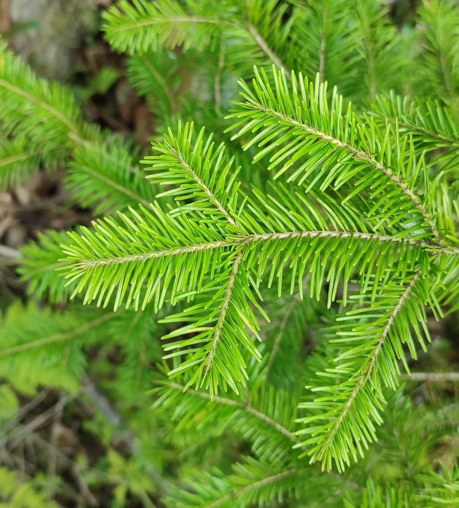 Изображение особи Abies sibirica.