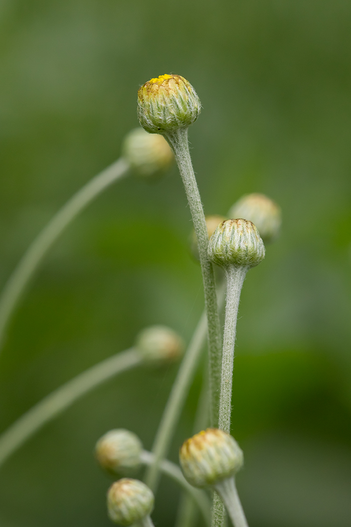 Image of Anthemis tinctoria specimen.