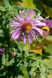 Symphyotrichum novae-angliae