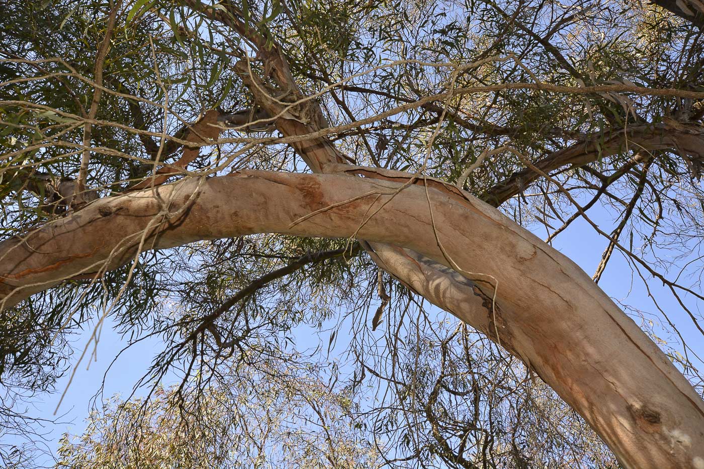 Image of genus Eucalyptus specimen.