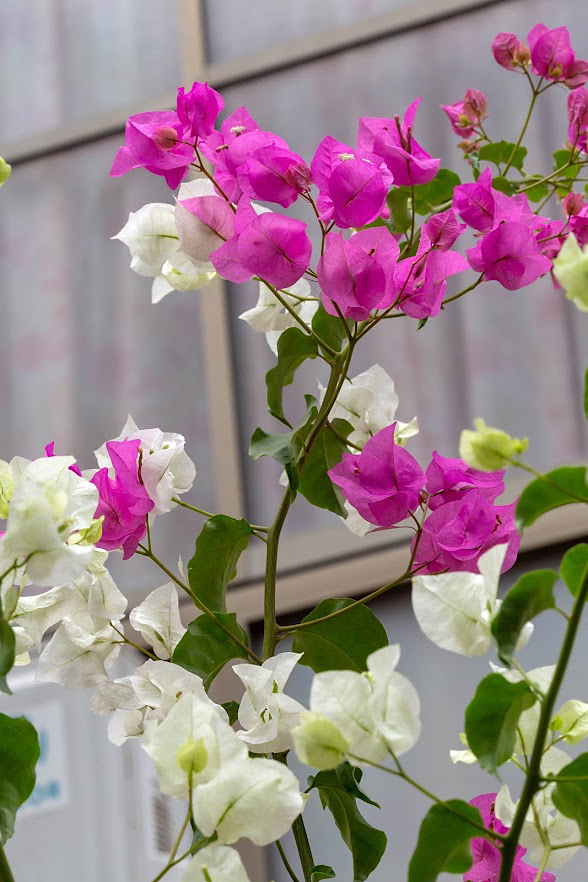 Изображение особи род Bougainvillea.