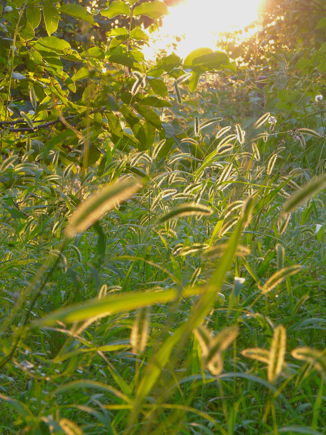 Image of Setaria viridis specimen.