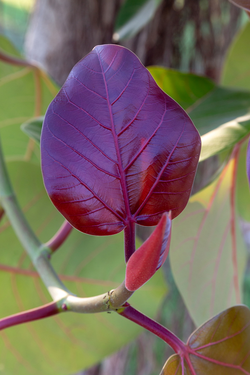 Image of Ficus benghalensis specimen.