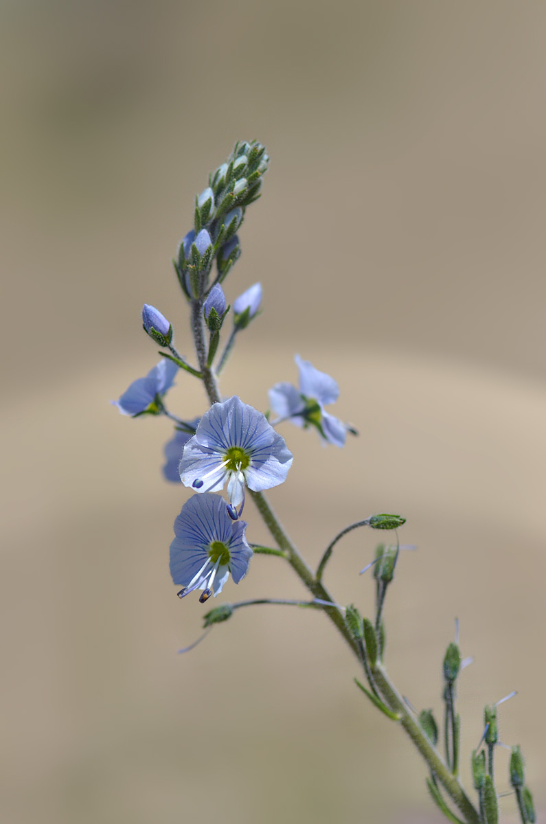 Image of Veronica gentianoides specimen.