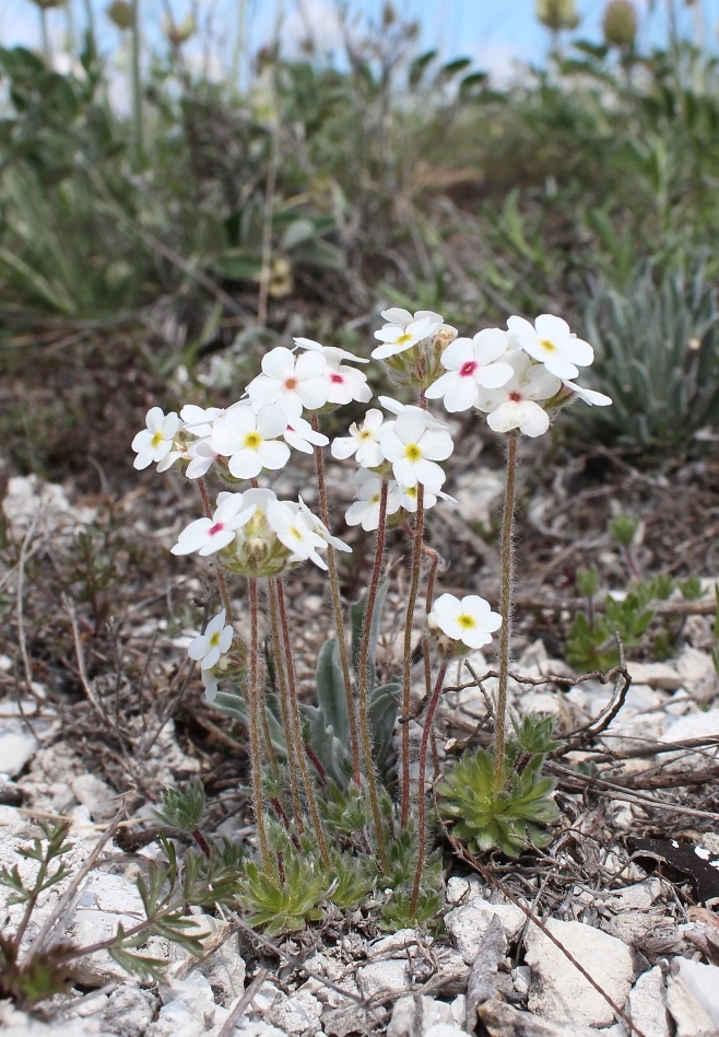 Image of Androsace koso-poljanskii specimen.