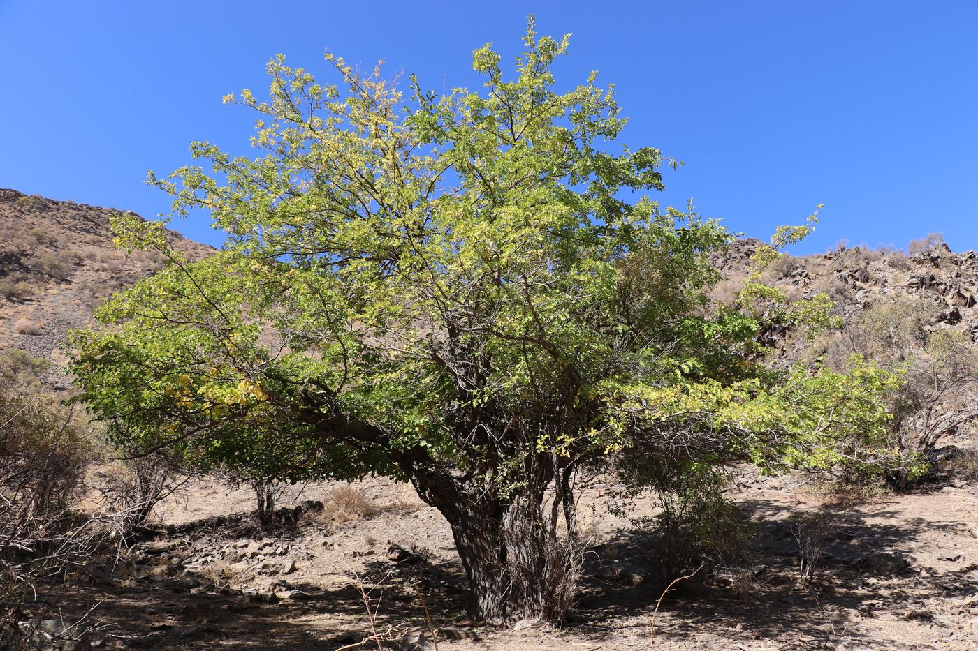 Image of Morus alba specimen.