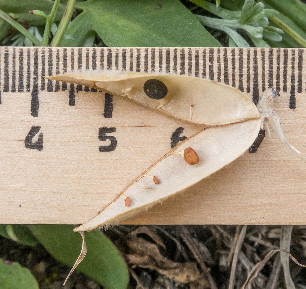 Image of Vicia sosnowskyi specimen.