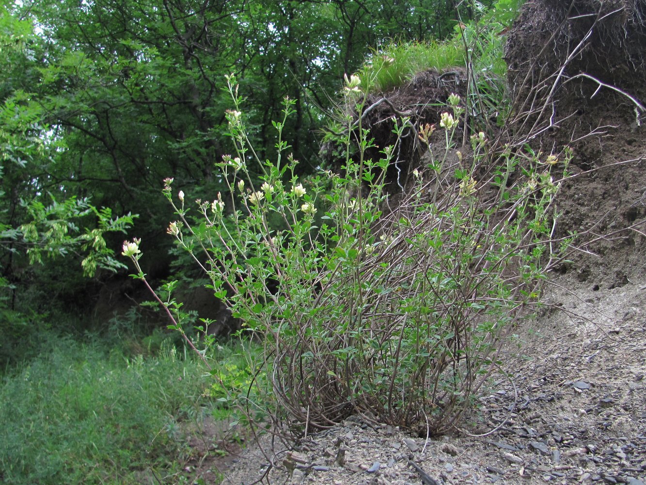 Image of Medicago glutinosa specimen.