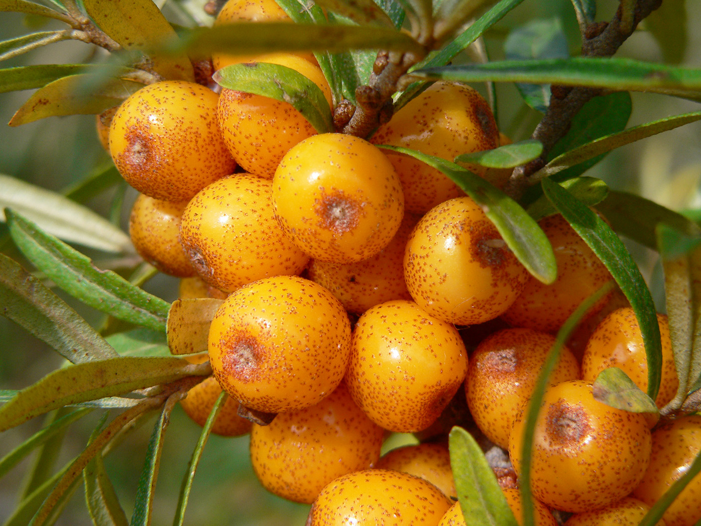 Изображение особи Hippophae rhamnoides.