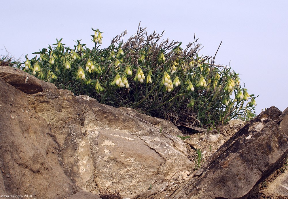 Изображение особи Onosma levinii.