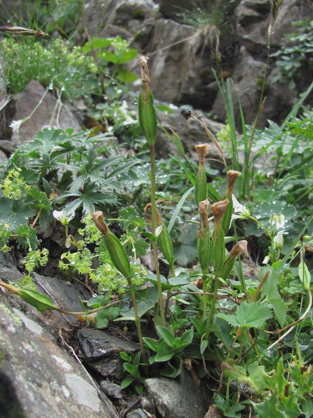 Изображение особи Lomatogonium carinthiacum.