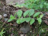 Veronica officinalis. Вегетирующее растение. Северная Осетия, юж. окр. Владикавказа, широколиственный лес. 02.07.2021.