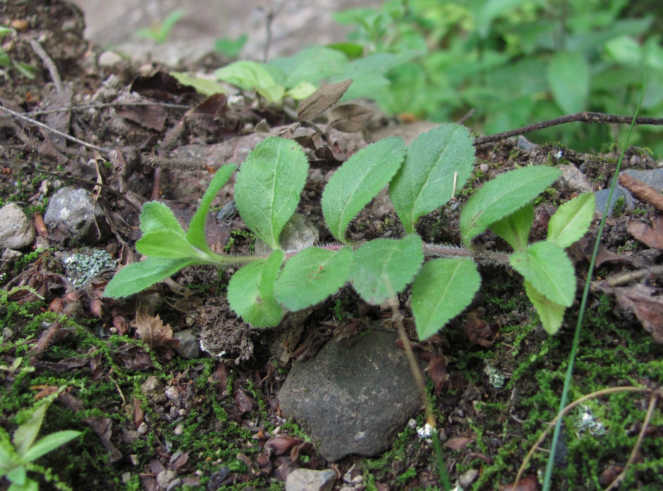 Изображение особи Veronica officinalis.