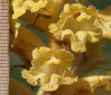 Orobanche ingens. Цветки. Дагестан, Докузпаринский р-н, с. Килер, луг у дороги (паразитирует на Heracleum sosnowskyi). 26 июня 2021 г.