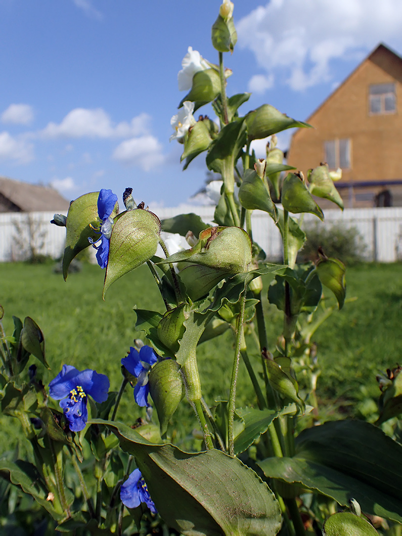 Image of Commelina tuberosa specimen.