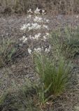 Silene viscosa