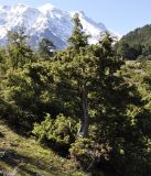 Juniperus deltoides