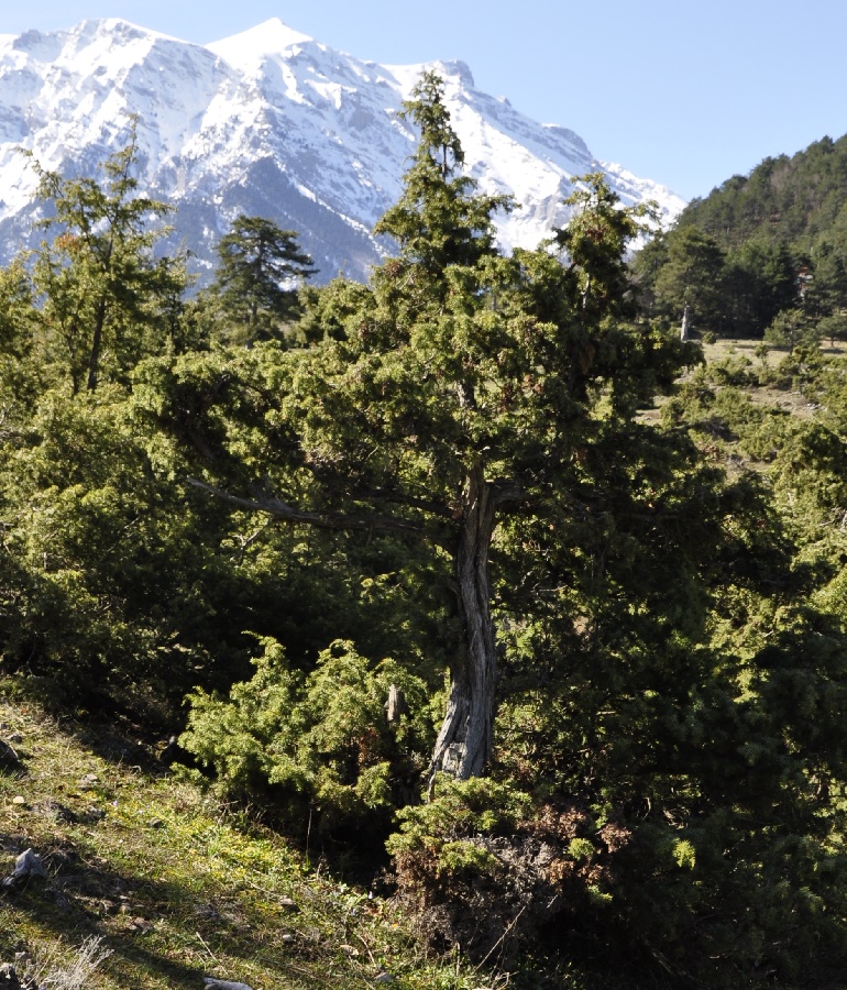 Image of Juniperus deltoides specimen.