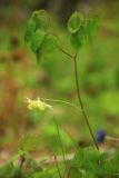 Epimedium koreanum. Побег с соцветием. Приморский край, Хасанский р-н, окр. с. Кравцовка, бассейн р. Грязная, в дубовом лесу. 16.05.2022.