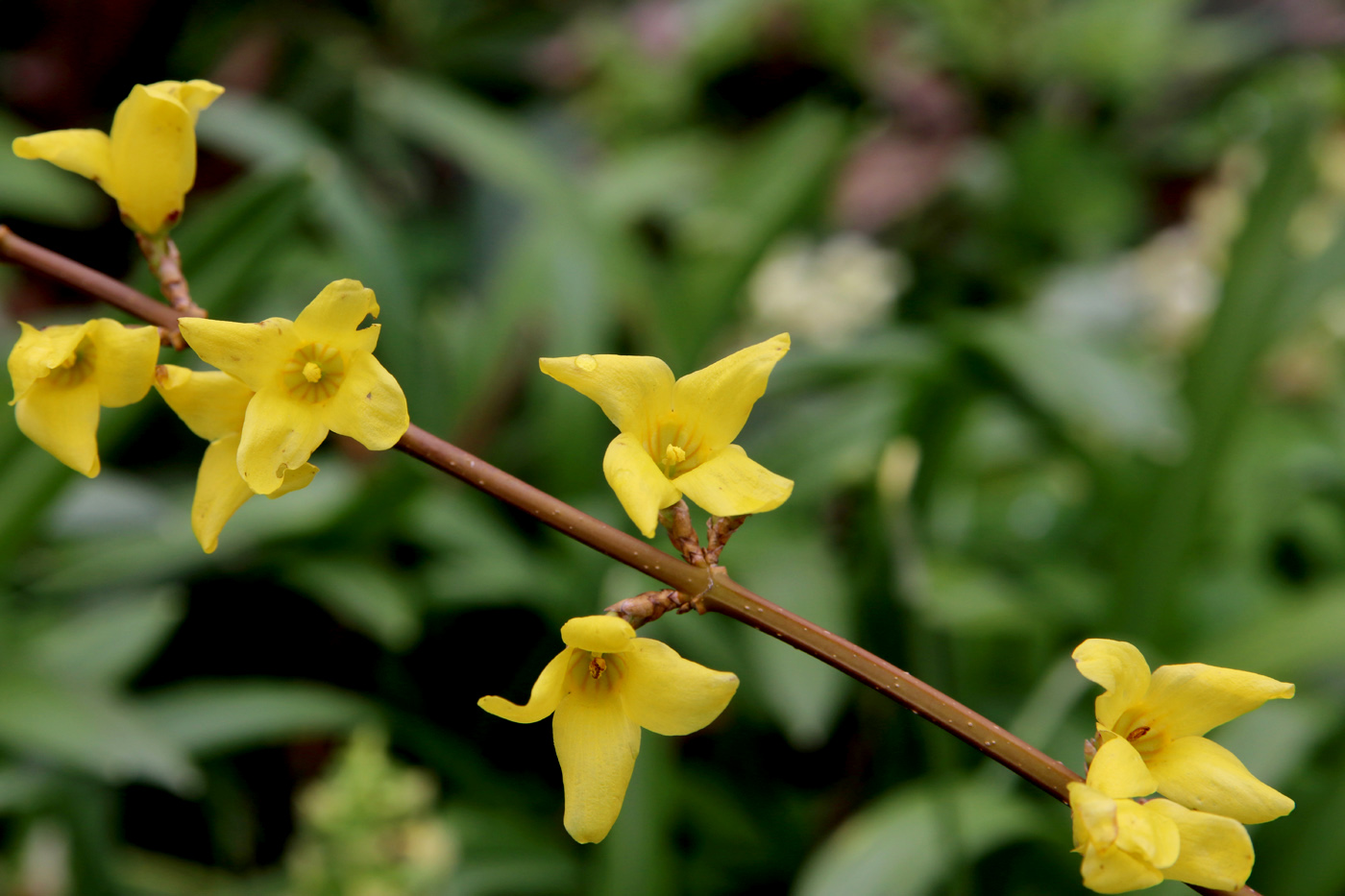 Изображение особи Forsythia &times; intermedia.