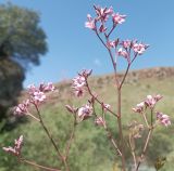 Trachomitum scabrum