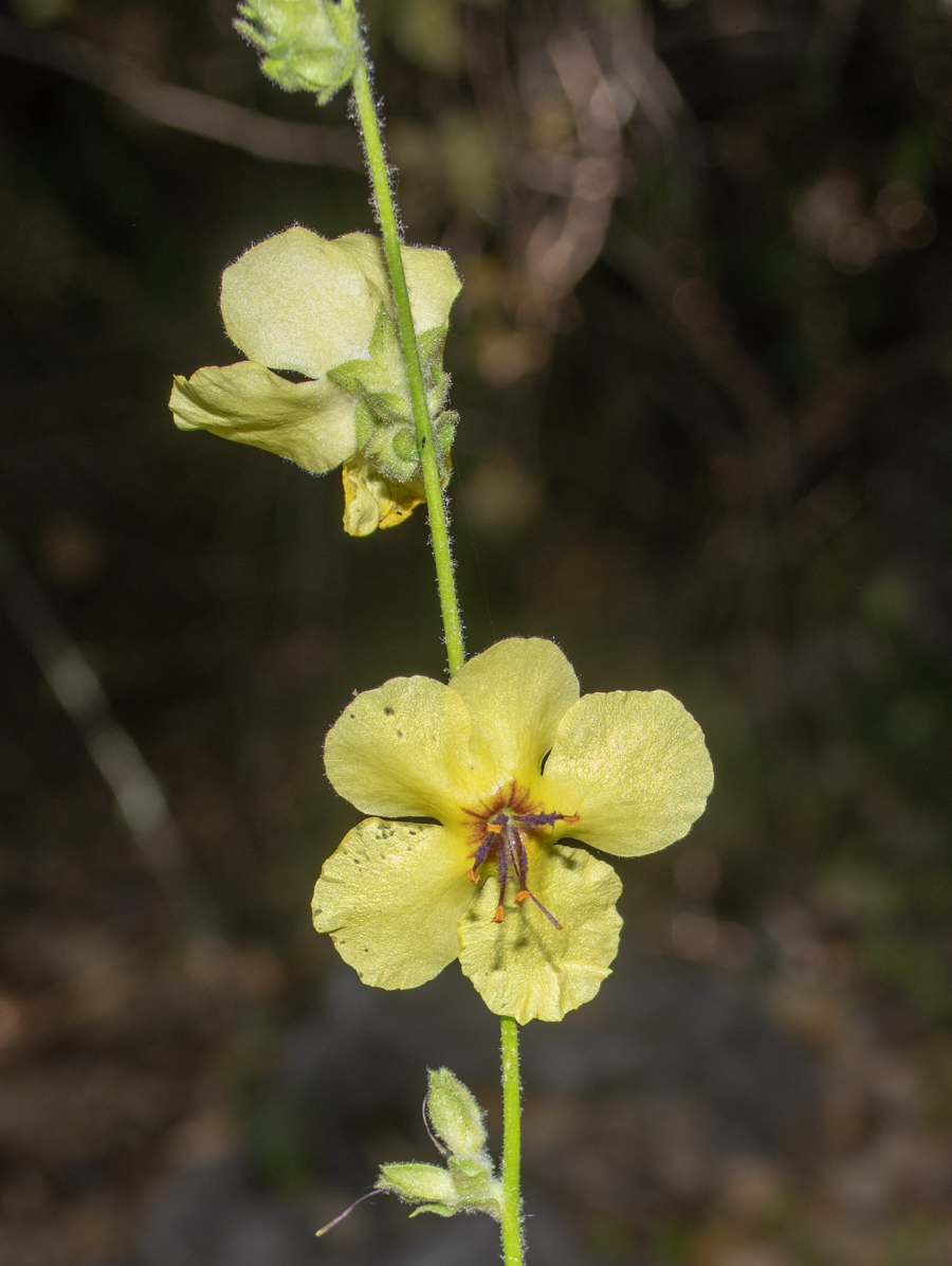 Изображение особи Verbascum tripolitanum.