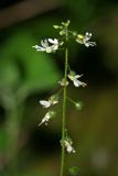 Circaea lutetiana. Соцветие. Республика Абхазия, окр. Нового Афона. 20.08.2009.