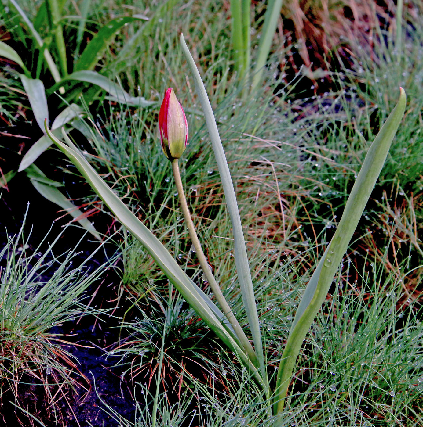 Image of Tulipa humilis specimen.