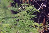 Leucaena leucocephala