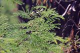 Leucaena leucocephala. Ветвь с соцветиями. Мадагаскар, провинция Анциранана, регион Диана, остров Нуси Комба. 07.05.2018.