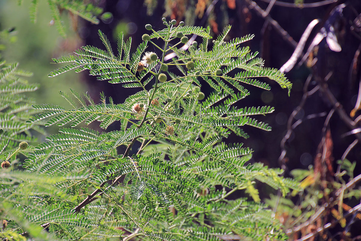 Image of Leucaena leucocephala specimen.