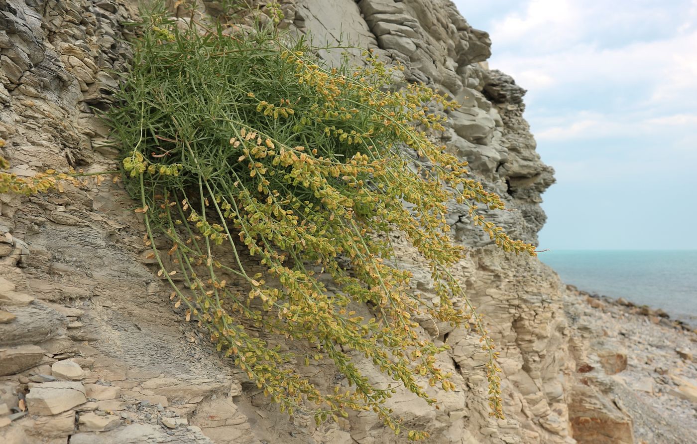 Изображение особи Reseda lutea.