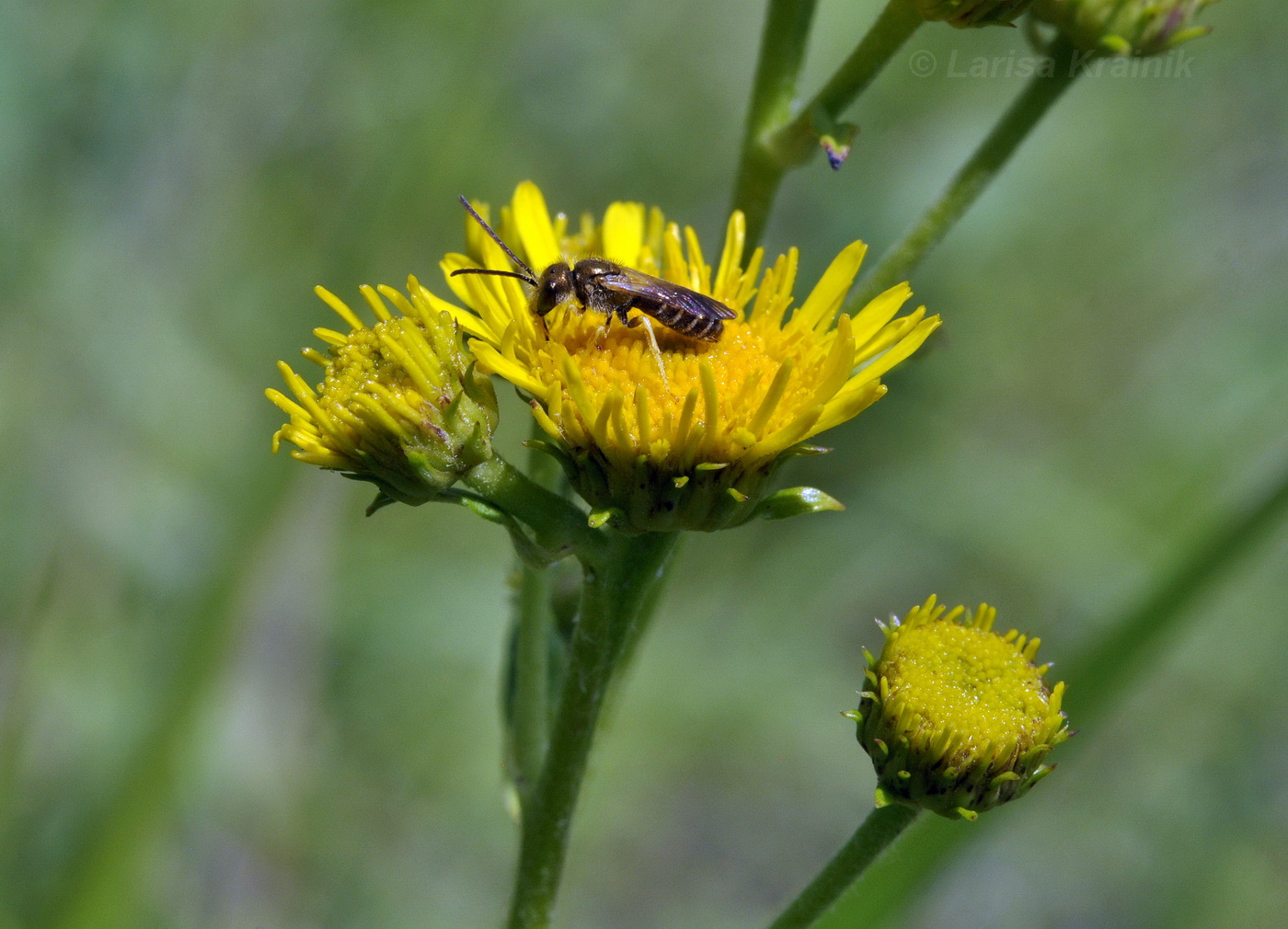 Image of Inula linariifolia specimen.