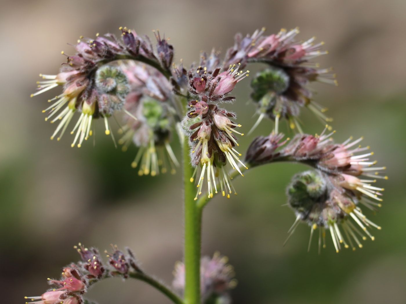 Изображение особи Solenanthus circinnatus.