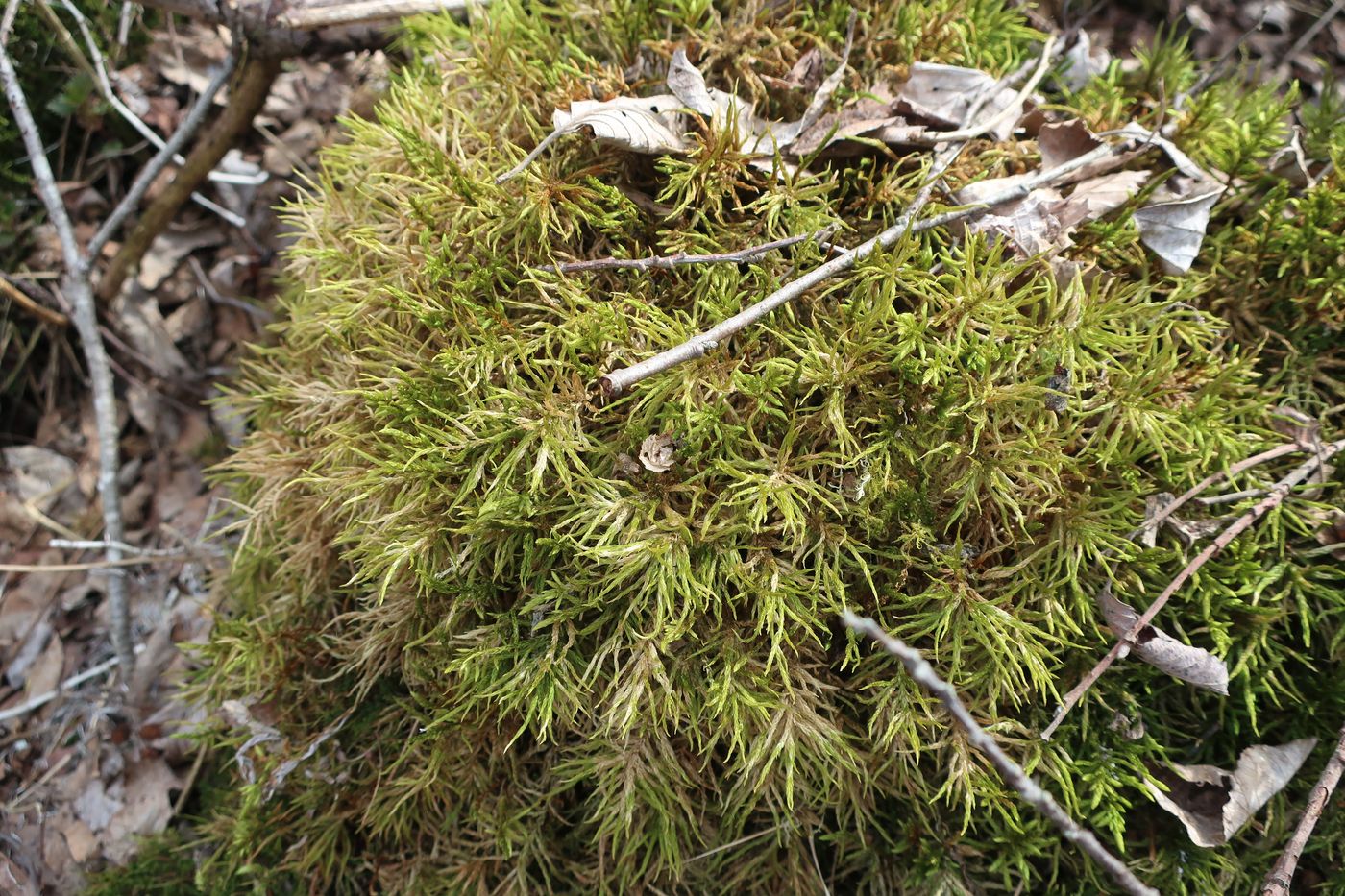 Image of Climacium dendroides specimen.