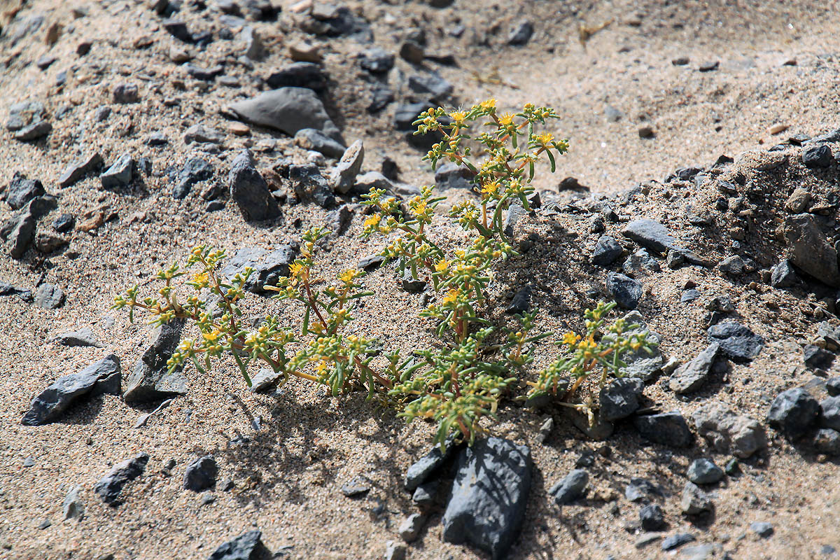 Image of Tetraena simplex specimen.