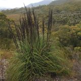 Gahnia grandis. Цветущее растение. Австралия, штат Тасмания, национальный парк \"Southwest\". 25.12.2010.