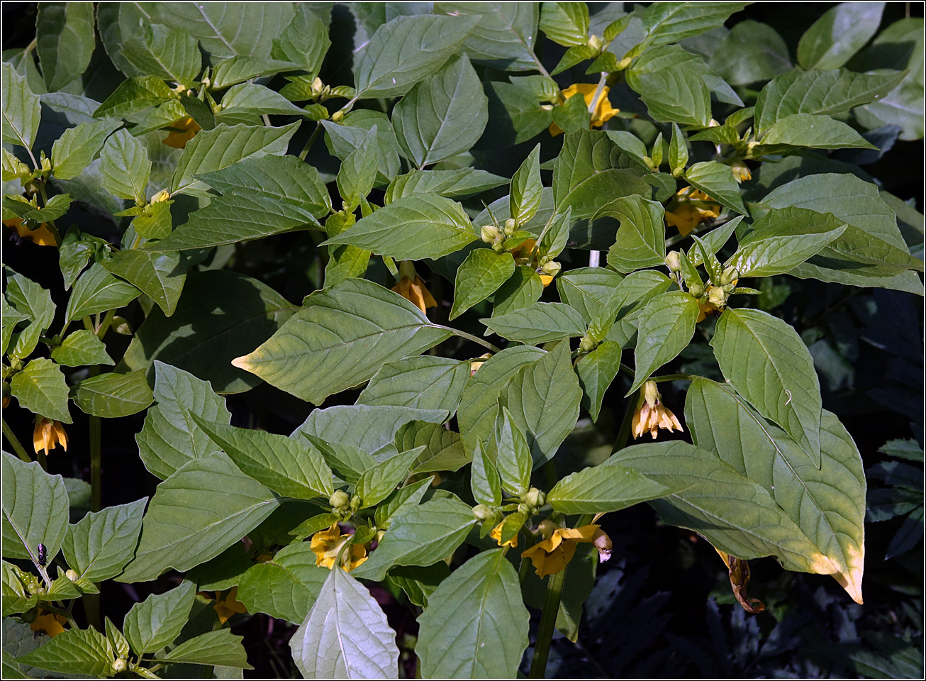 Image of genus Physalis specimen.