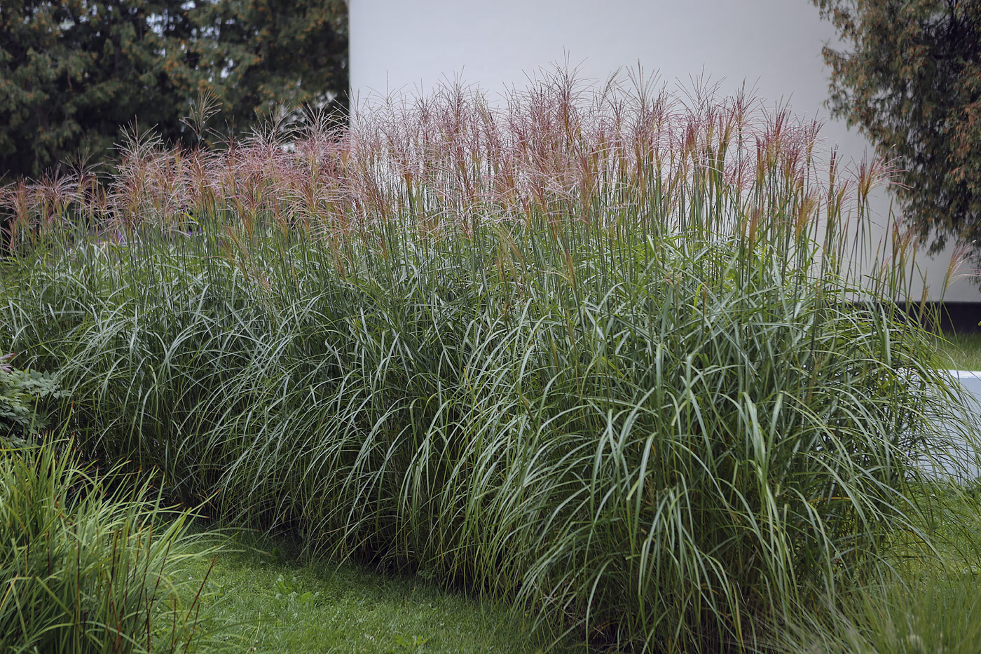 Image of genus Miscanthus specimen.