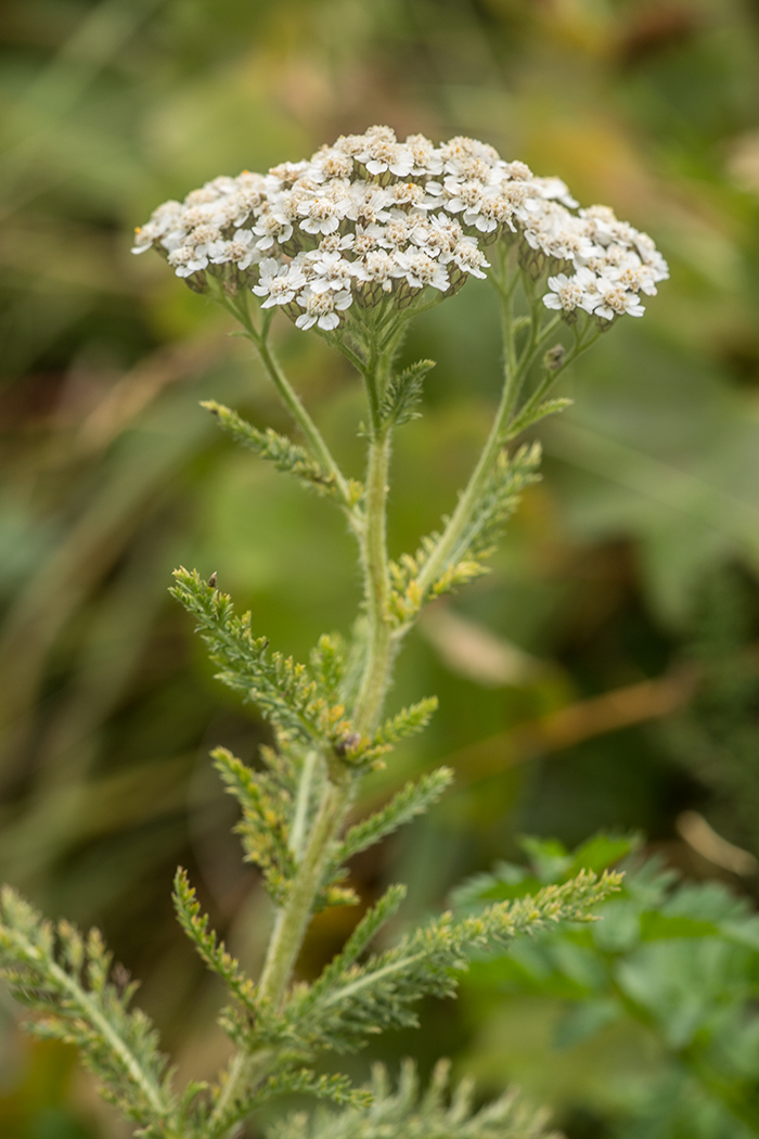 Image of Achillea neilreichii specimen.