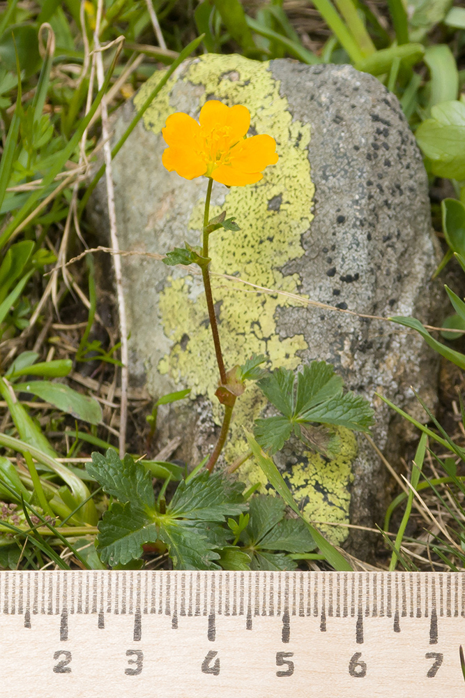 Image of Potentilla ruprechtii specimen.