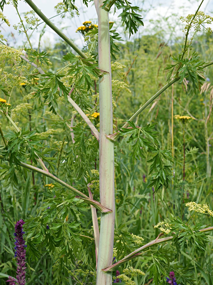 Изображение особи Xanthoselinum alsaticum.