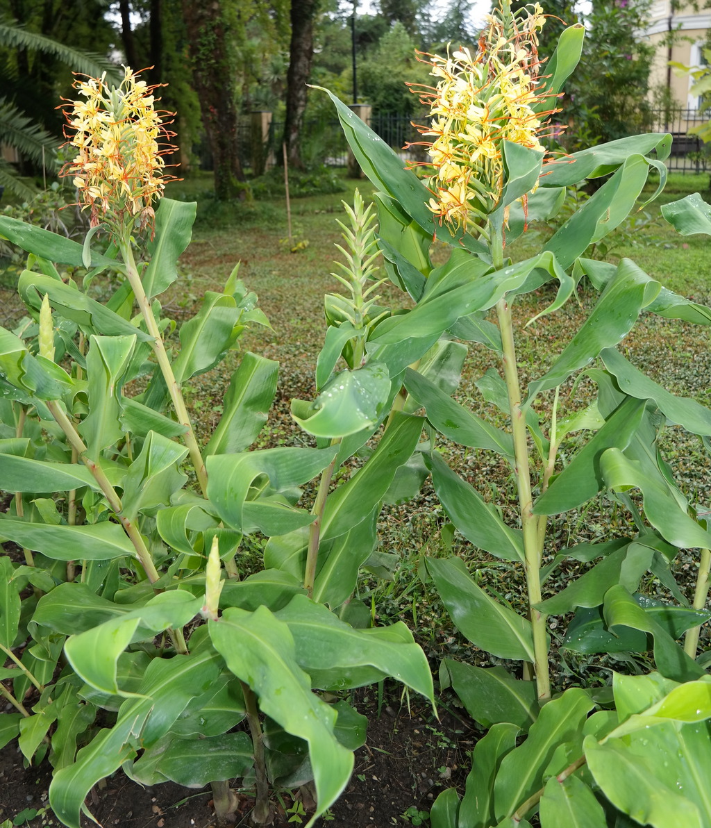 Image of Hedychium gardnerianum specimen.