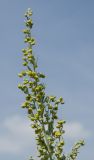 Artemisia absinthium. Верхушка соцветия. Пермский край, Ординский р-н, окр. с. Карьево, дол. р. Ирень, береговая терраса, разнотравно-злаковый луг, обочина полевой дороги. 6 августа 2022 г.