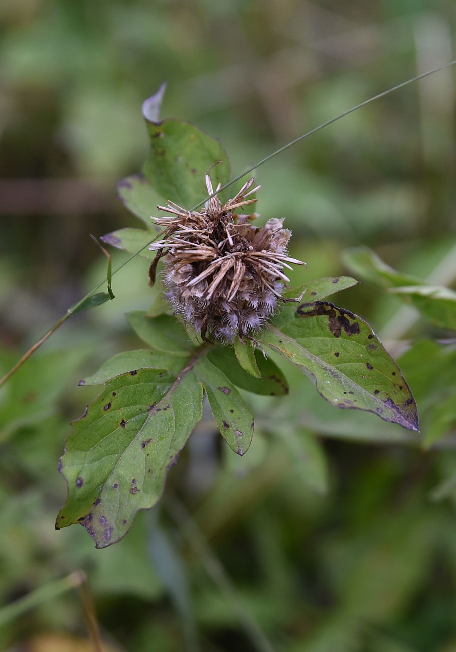 Image of genus Centaurea specimen.