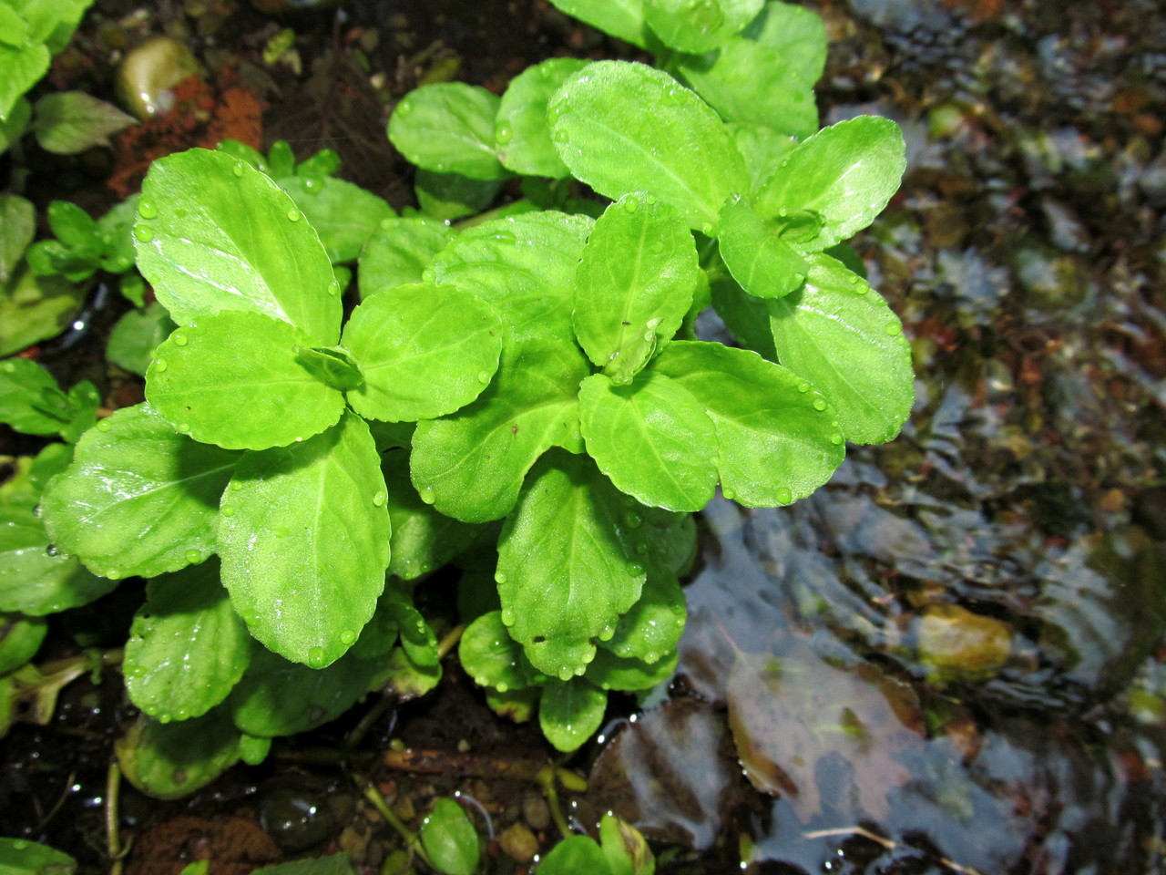 Image of Veronica beccabunga specimen.