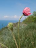 Papaver hybridum. Верхушки побегов с цветком и незрелым плодом. Краснодарский край, м/о Анапа, окр. пос. Супсех, остепнённый луг на приморском склоне. 07.05.2016.