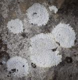 Lecanora muralis. Талломы. Пермский край, Лысьвинский р-н, окр. с. Кын-завод, гора Плакун, обнажение известняков. 17.02.2023.